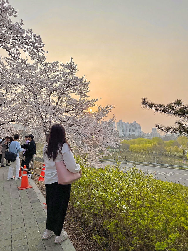 🌸서울 여의도 벚꽃축제, 사람없는 스팟 추천🌸