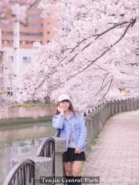 Fukuoka in Sakura Season~🌸🇯🇵✨
