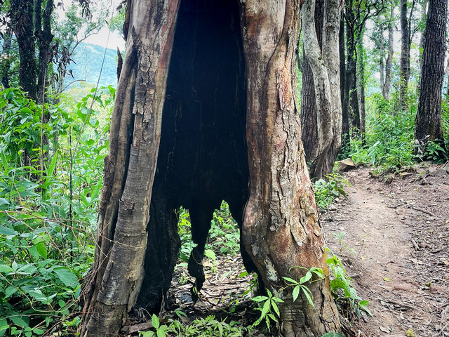 เนินป่าก่อ | ภูสอยดาว