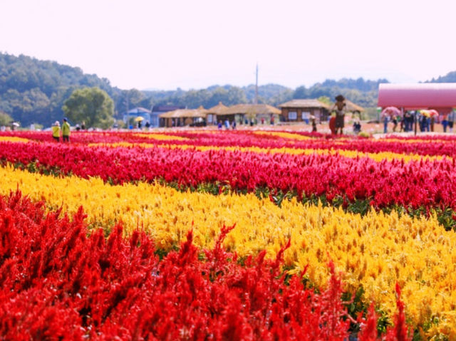 A Beautiful Experience at the Cheorwon Flower Festival