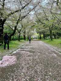 🇯🇵 大阪 | 大阪城公園的櫻吹雪 🌸
