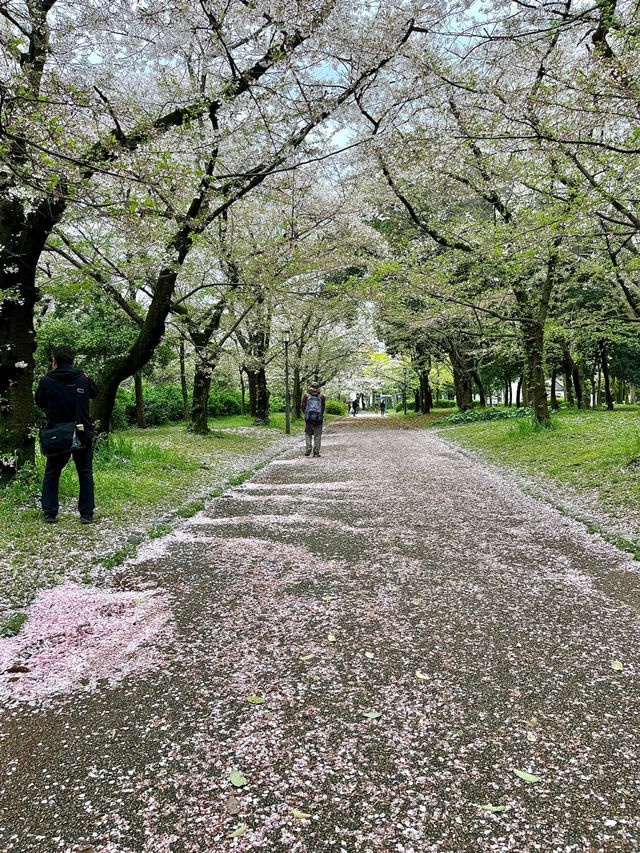 🇯🇵 大阪 | 大阪城公園的櫻吹雪 🌸