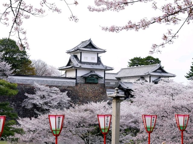 【石川家】加賀百万石の名城「金沢城公園」の桜