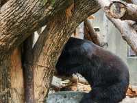 家族で楽しむ都心のリフレッシュポイント – 上野動物園で癒しのひととき