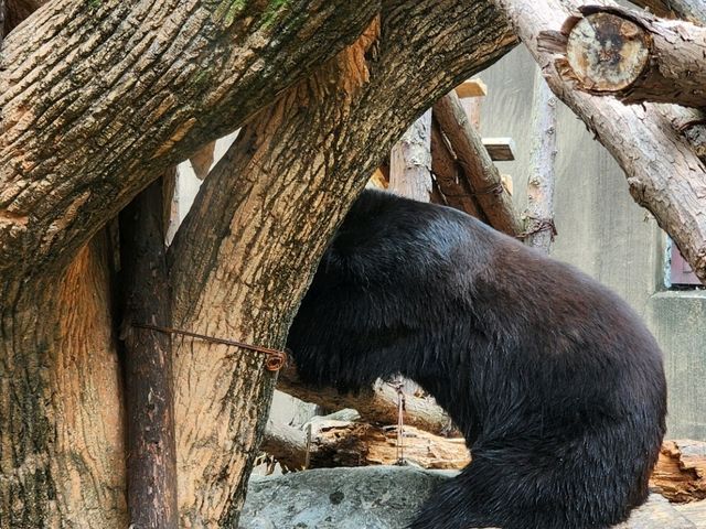 家族で楽しむ都心のリフレッシュポイント – 上野動物園で癒しのひととき