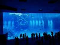 美麗海水族館🐋為了見鯨鯊一面一定要去