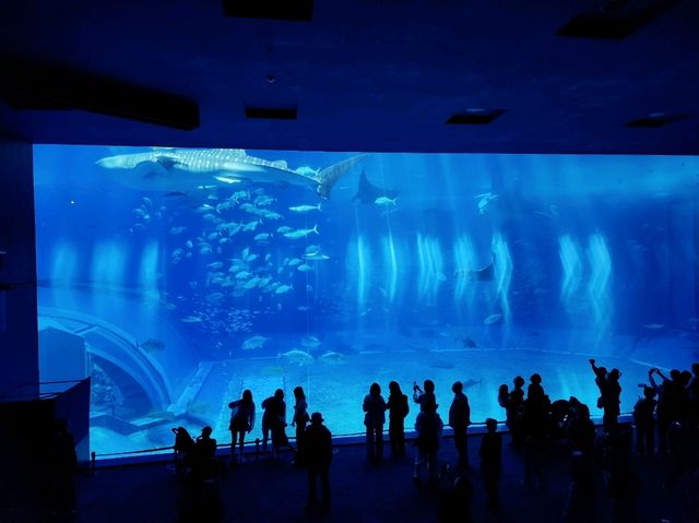 美麗海水族館🐋為了見鯨鯊一面一定要去