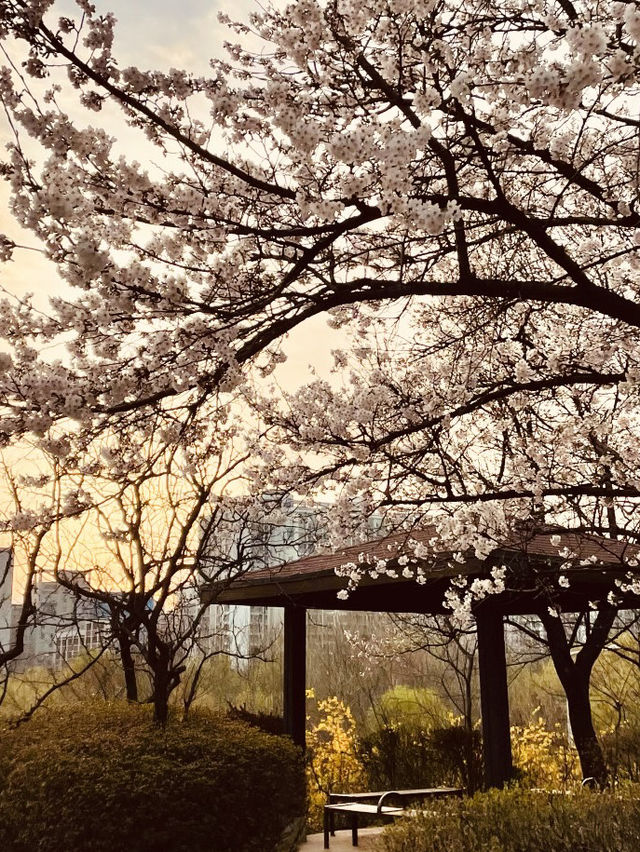 Breathtaking Night View Under the Blossoms!