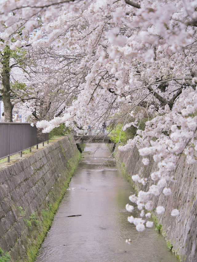 【京都・桜】全長約1.5km‼️京都屈指の桜並木スポットを紹介🔍
