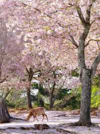 Chasing Sakura at Nara Park