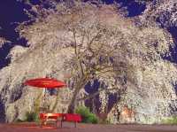 Chasing Sakura at Hokkebadu Flower Garden in Ukiha City