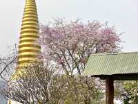วันเดย์ทริป ล่องเรือเขื่อนภูมิพลเที่ยวสันป่าป๋วย