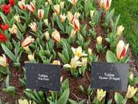 "Keukenhof: The World’s Most Beautiful Spring Garden in the Netherlands"