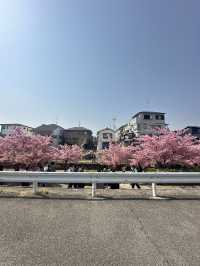🌸 พาชมซากุระพันธุ์บานเร็ว Kawazu-Zakura in Yodo