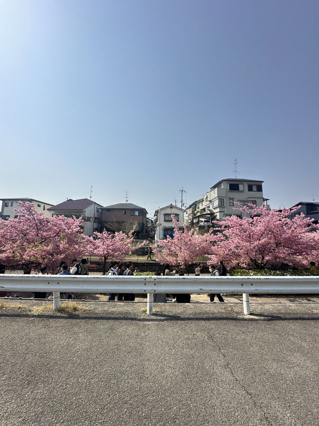 🌸 พาชมซากุระพันธุ์บานเร็ว Kawazu-Zakura in Yodo