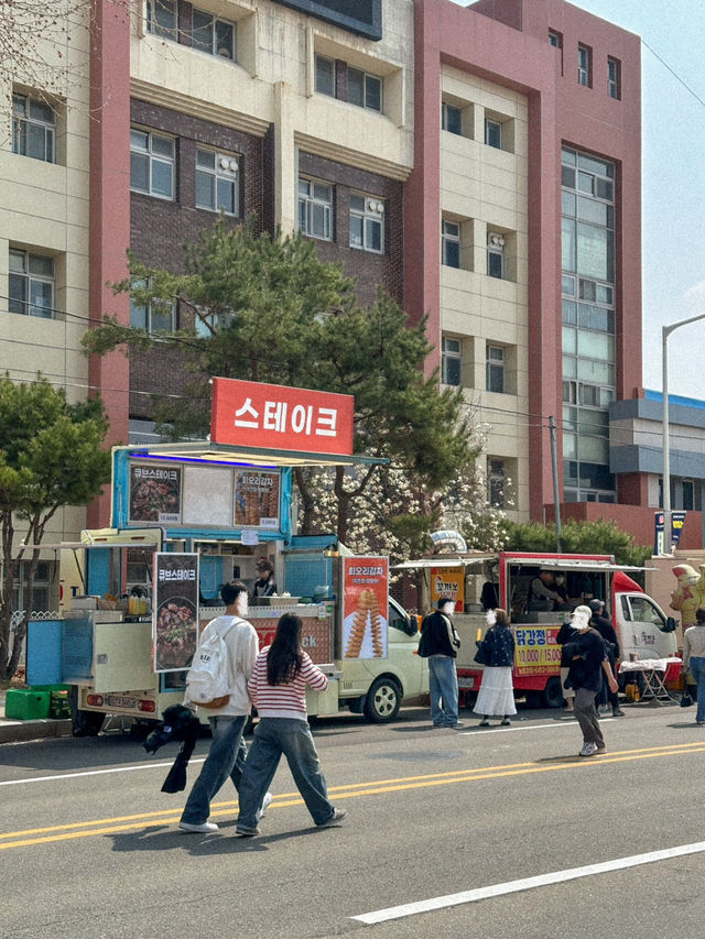 지금 당장 가야 할 청주 벚꽃 축제 지금 당장 가야 할 청주 벚꽃 축제