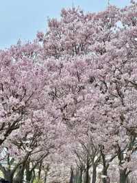 大阪 ❤︎ 長期間お花見ができる無料スポット🌸