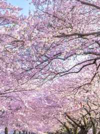 4月限定｜春の四重奏に恋して