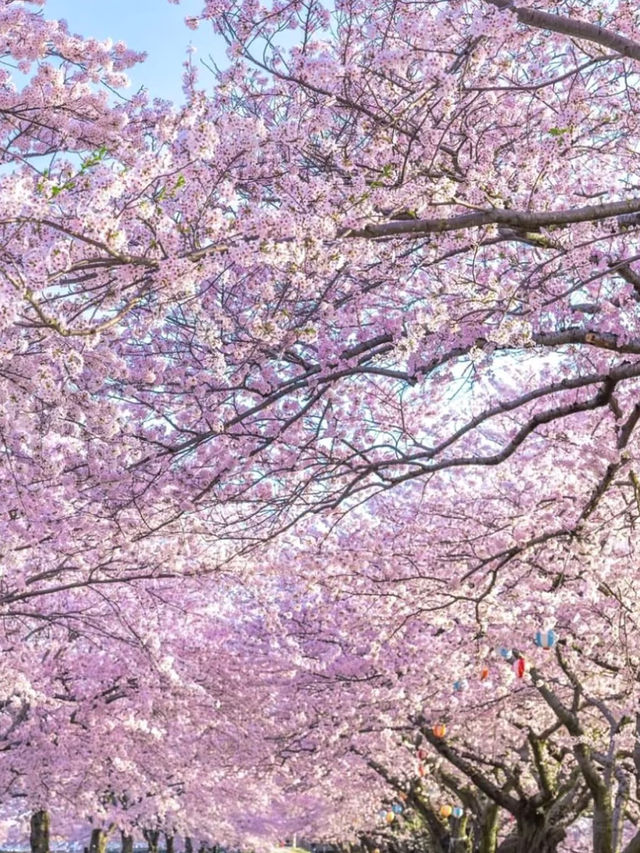4月限定｜春の四重奏に恋して