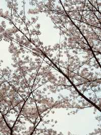 Yunjung Road: A Photographer's Dream in a Sea of Cherry Blossoms