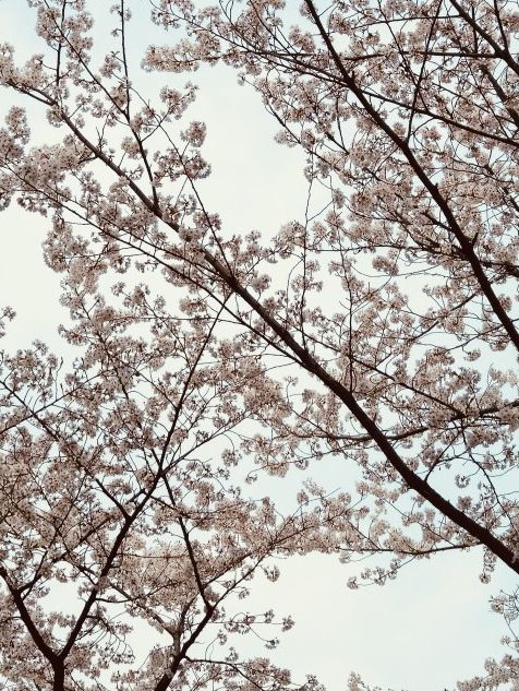 Yunjung Road: A Photographer's Dream in a Sea of Cherry Blossoms
