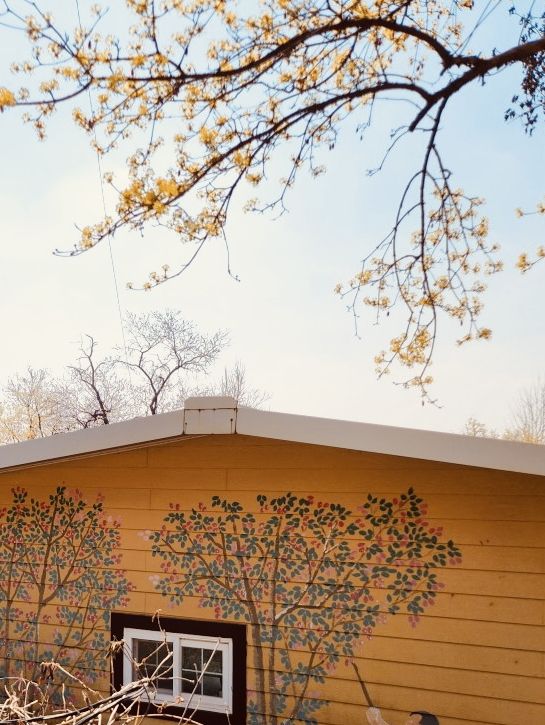 Early Spring Delight: Sansuyu Village's Golden Floral Scenery Warms the Soul 