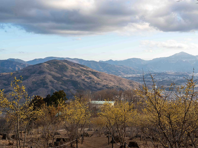 宝登山の頂上の秋