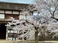 長野県松代の桜