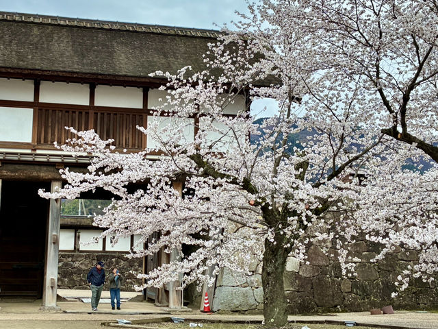 長野県松代の桜