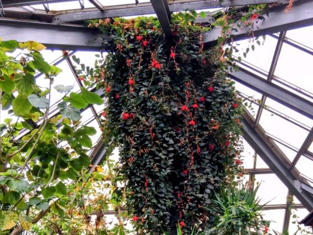 【千葉】あけぼの山農業公園でお花見