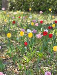 Spring Blossoms & Art Walks at Kiba Park🌷