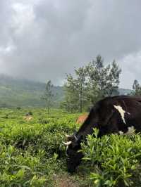 The Tea Plantations of Nuwara Eliya