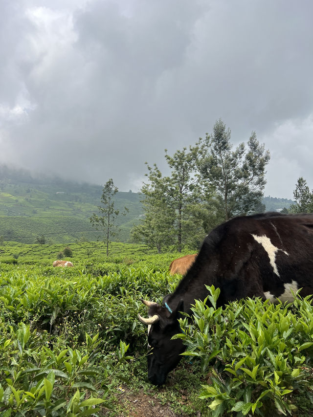 The Tea Plantations of Nuwara Eliya