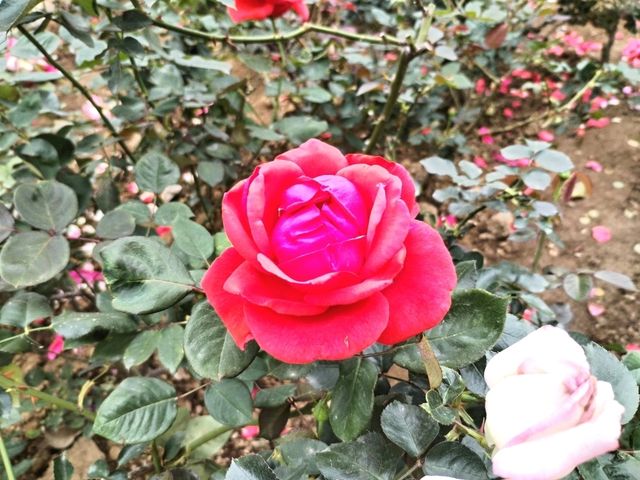 Yuntai Garden 
