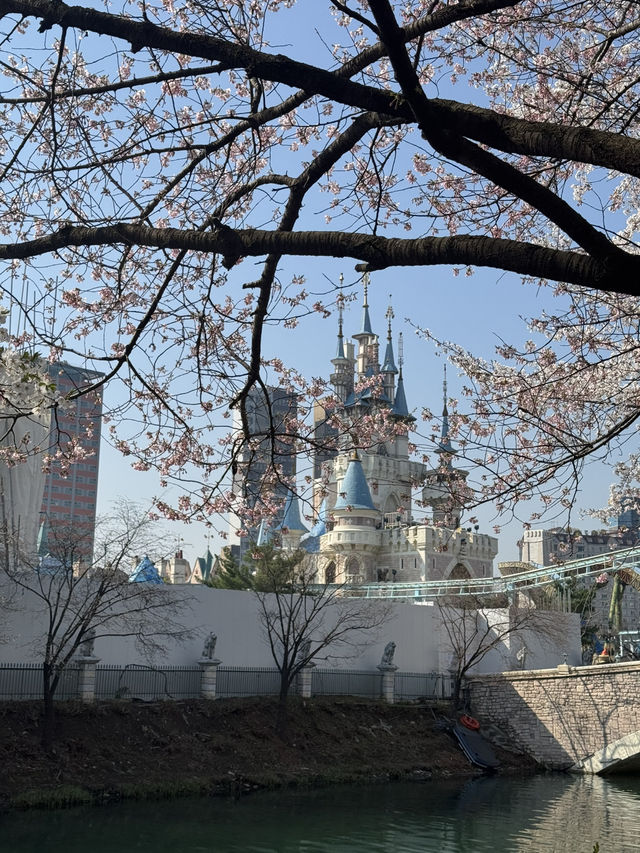 Cherry Blossoms Guide for Lotte World
