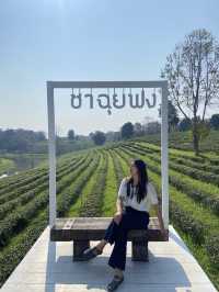 ☀️ หลบร้อนไปฟิน ไร่ชาฉุยฟง เชียงราย ⛰️