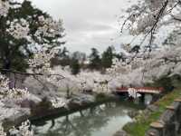 Petals and Palaces: The Magic of Hirosaki’s Cherry Blossoms