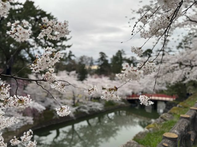 Petals and Palaces: The Magic of Hirosaki’s Cherry Blossoms