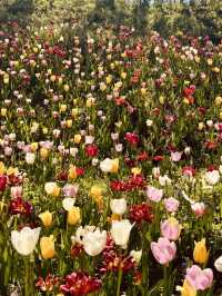 Pinnacle Land: A Tulip Heaven