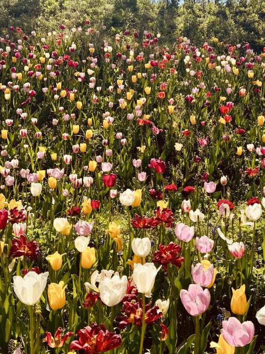 Pinnacle Land: A Tulip Heaven