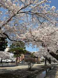 Towada Art Center Sakura | Where Petals Meet Installations