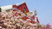🌸 Osaka Mint Bureau Sakura Spectacle: A 7-Day Fairy Tale! 🏦✨