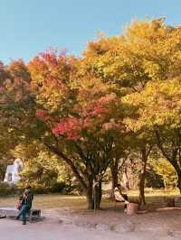 Seoul for fall colors