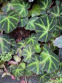 深圳仙湖植物園陰生園有藝術品？！但陰生園在那兒？