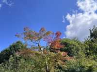 Kinkaku-ji: Kyoto’s Golden Jewel Among Zen Temples