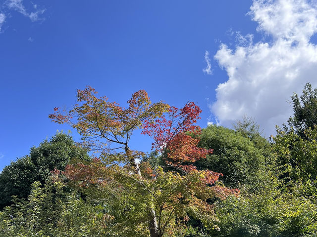 Kinkaku-ji: Kyoto’s Golden Jewel Among Zen Temples