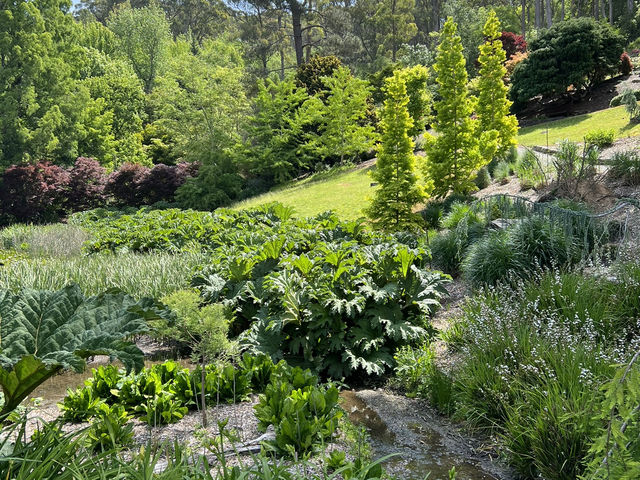 Adelaide Hills Botanic Garden: A Nature Lover’s Hidden Paradise