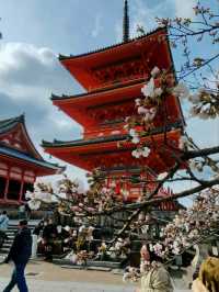 #古都的樱花之韵 #日本京都