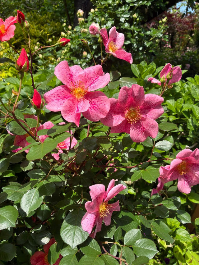 Yokohama English Garden