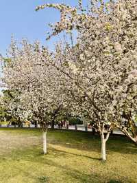 Hanfu Among the Blossoms: When Tradition Meets Transient Beauty